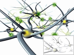 Neuronale Vernetzung mit und ohne Bioswing: Bioswing erh&ouml;ht die Anzahl der Impulse im Nervensystem. Dadurch entstehen mehr Verbindungen zwischen den einzelnen Nervenzellen. Das Resultat: Man wird belastbarer und leistungsf&auml;higer.
Grafik: Haider Bioswing